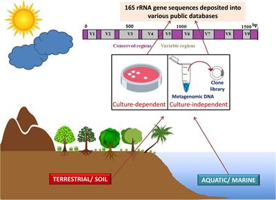 Recent Understanding of Soil Acidobacteria and Their Ecological Significance: A Critical Review